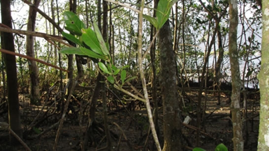  Figuras 14. Vegetação de manguezal perturbado nos fundos de um  estacionamento. Ao fundo as águas do Canal de Bertioga. Espécimes de  Rizophoramangle, Lagunculariaracemosa e Avicennniaschauerianna.