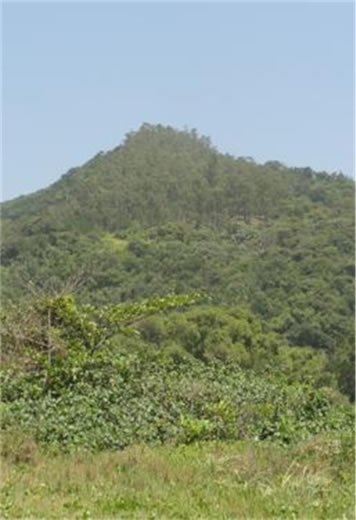  Figura 20. Vista do morro de São João. Notar no topo do morro uma mancha de eucaliptos.