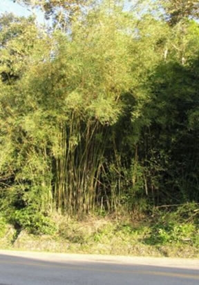  Figura 11. Bambuzal na beira da estrada.