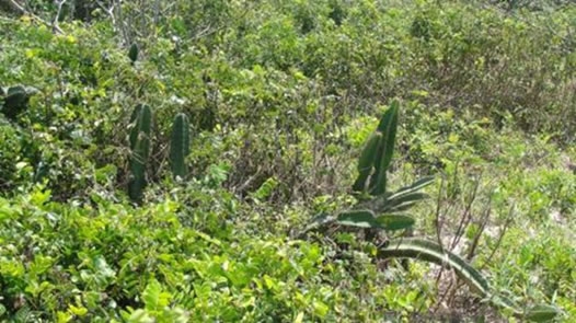  Figuras 16 e 17. Vista de áreas de vegetação de escrube perturbado na  Prainha Branca, com presença de espécies típicas como cactos, arbustos e  bromélias.