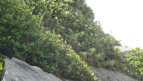  Figura 17. Vista geral da vegetação rupestre de costão rochoso no Loteamento Iporanga.