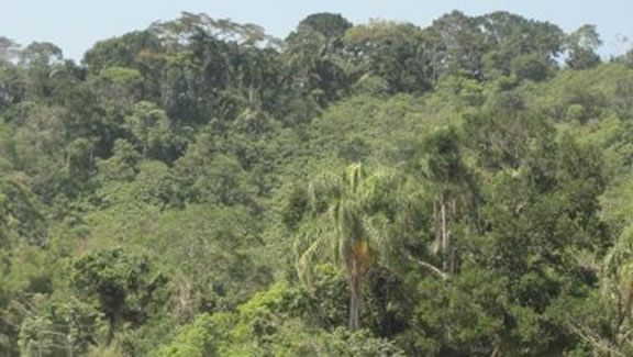  Figura 21. Vista de área de supressão de floresta. Mancha facilmente observada na Praia Preta.