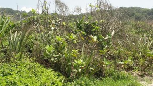  Figura 19. Vegetação de escrube com continuidade para Floresta Ombrófila de Terras Baixas, com presença maior de arbustos.