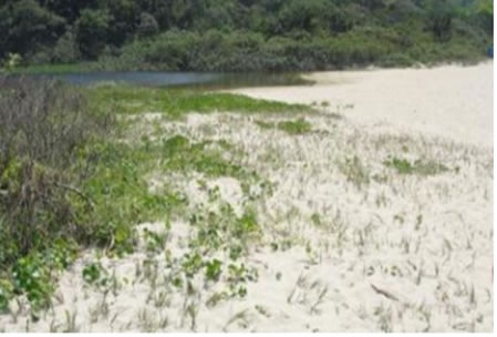  Figura 07.  Vista de área de vegetação de dunas na Prainha Branca ao lado do lago, na praia.