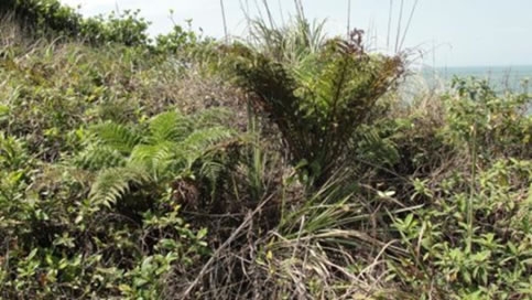  Figura 16. Vegetação em estágio pioneiro em área de avanço da parte terrestre, na região limite do Loteamento Iporanga.