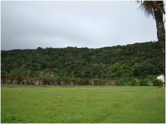 Fotografia 105: Muro do limite da propriedade e maciço florestal ao fundo. Entre ambos passa a estrada Guarujá ? Bertioga.