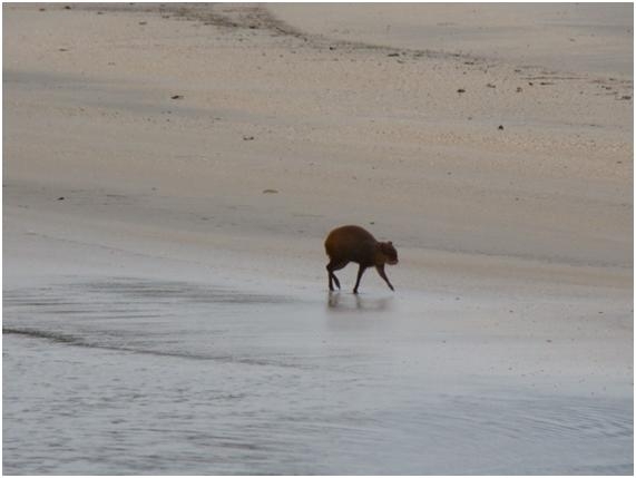 Fotografia 96: Flagrante de animal silvestre na praia do Iporanga, demonstrando o grau de acomodação desse tipo de animal na região.